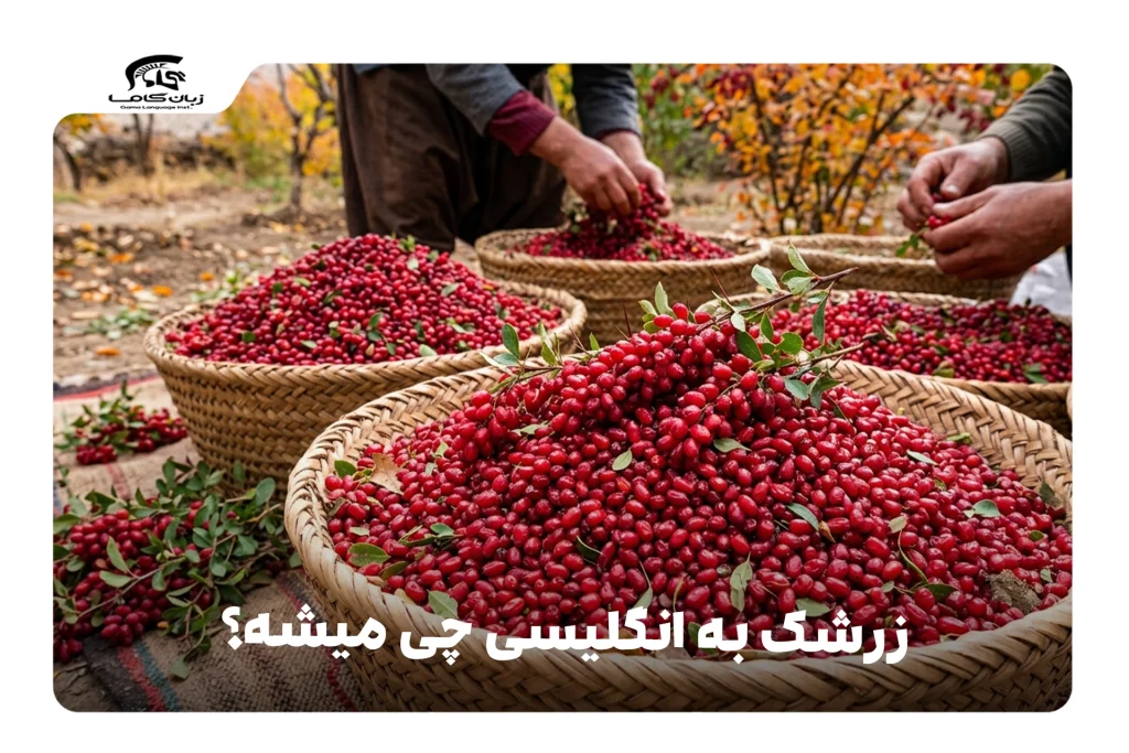 زرشک به انگلیسی