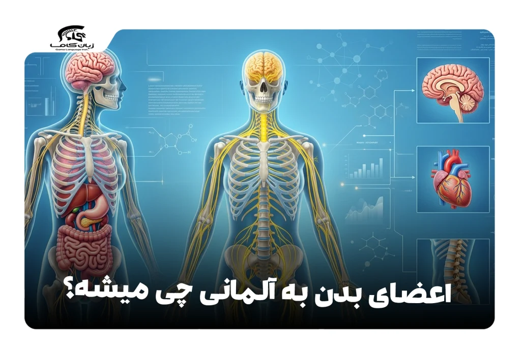 اعضای بدن به آلمانی