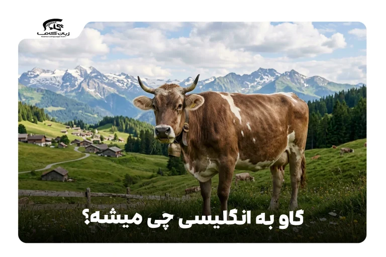 گاو به انگلیسی