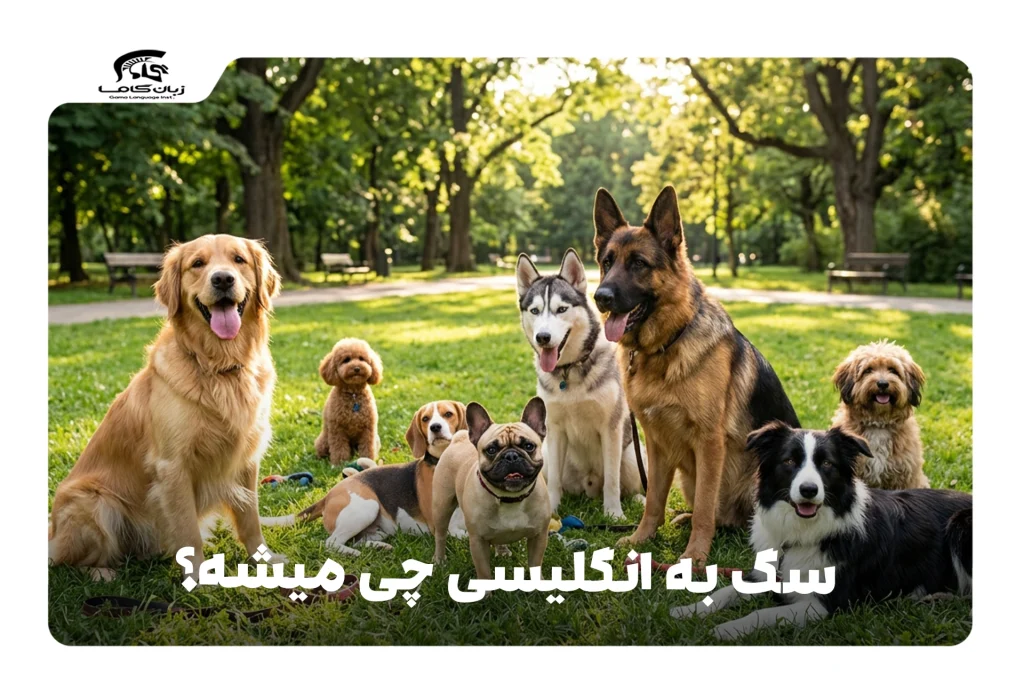 سگ به انگلیسی