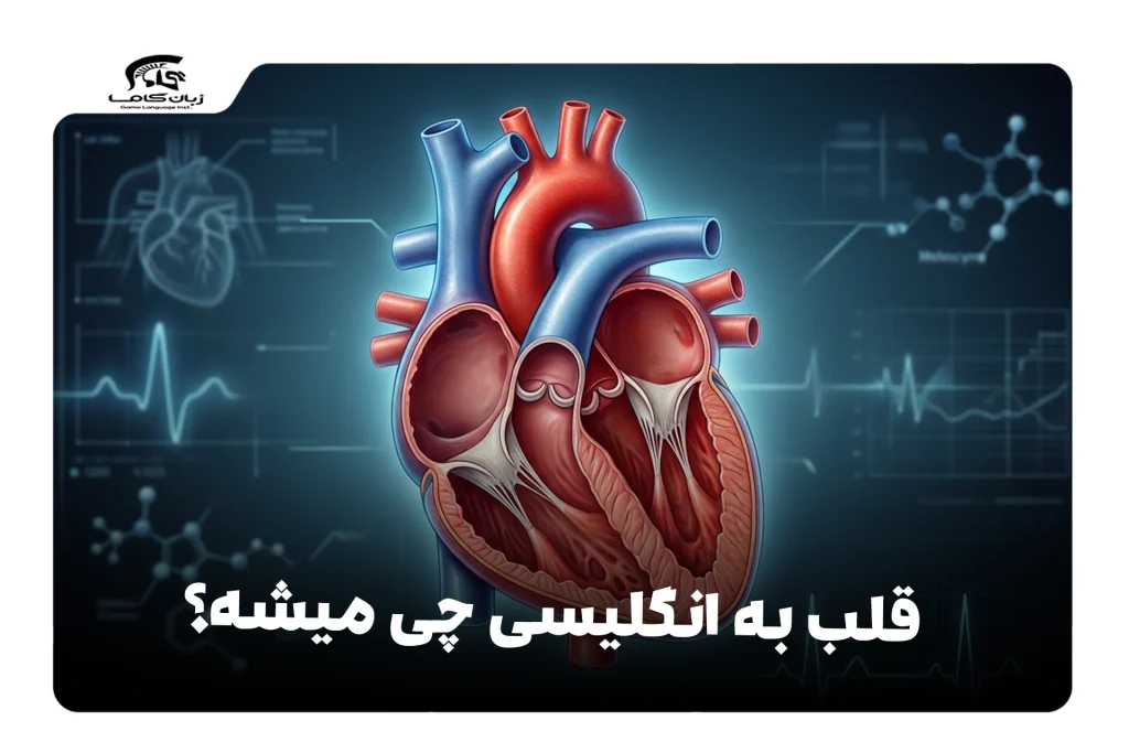 قلب به انگلیسی