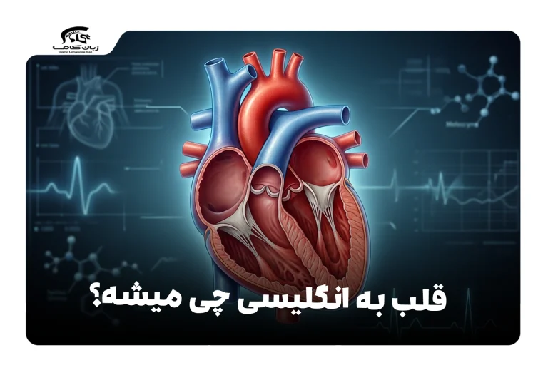 قلب به انگلیسی