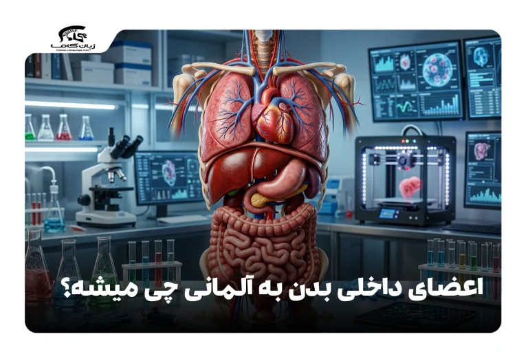 اعضای داخلی بدن به آلمانی