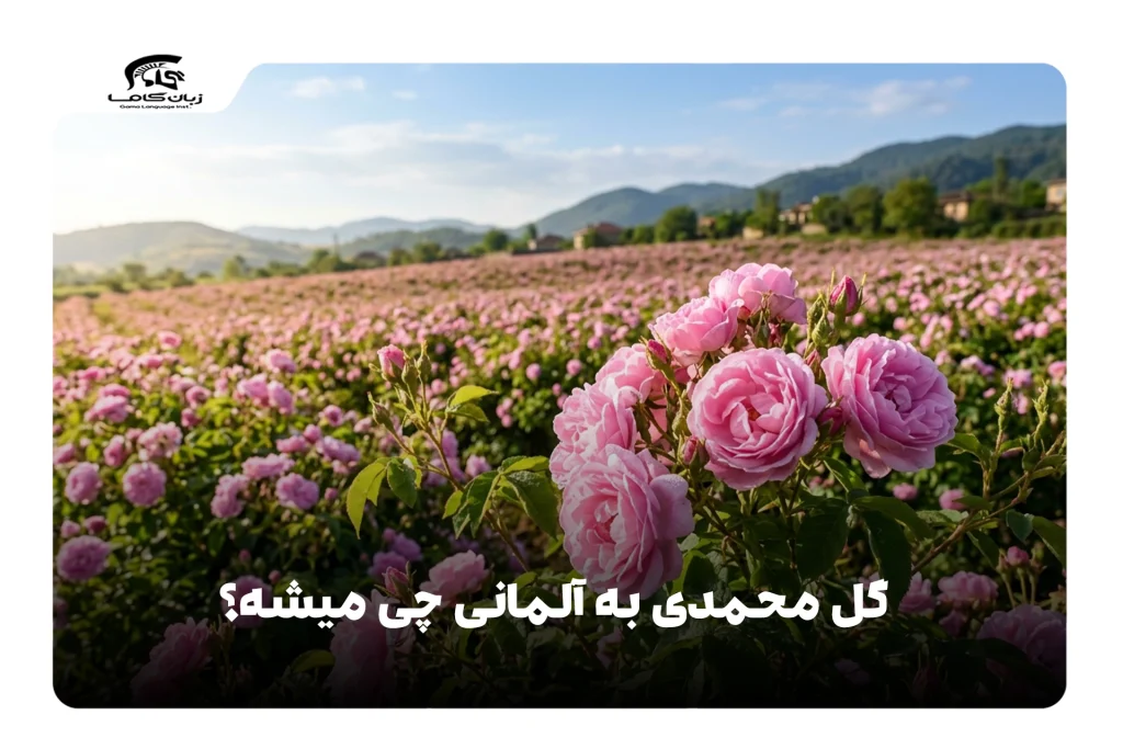 گل محمدی به آلمانی