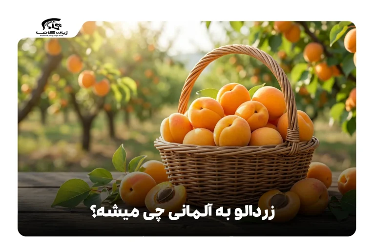 زردآلو به آلمانی