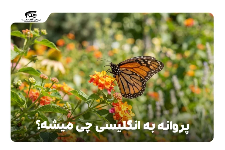 پروانه به انگلیسی