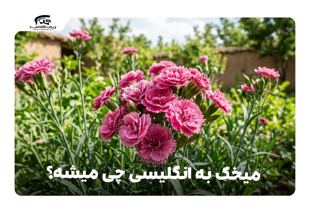 میخک به انگلیسی