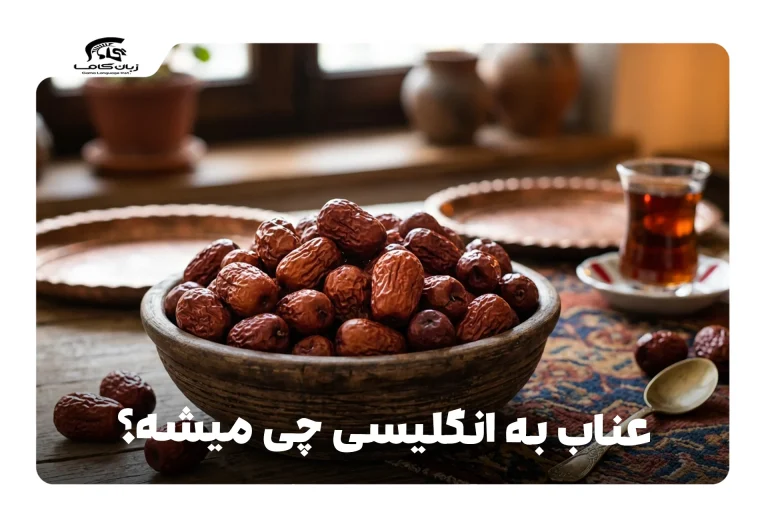 عناب به انگلیسی