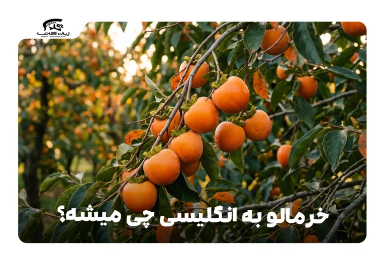 خرمالو به انگلیسی