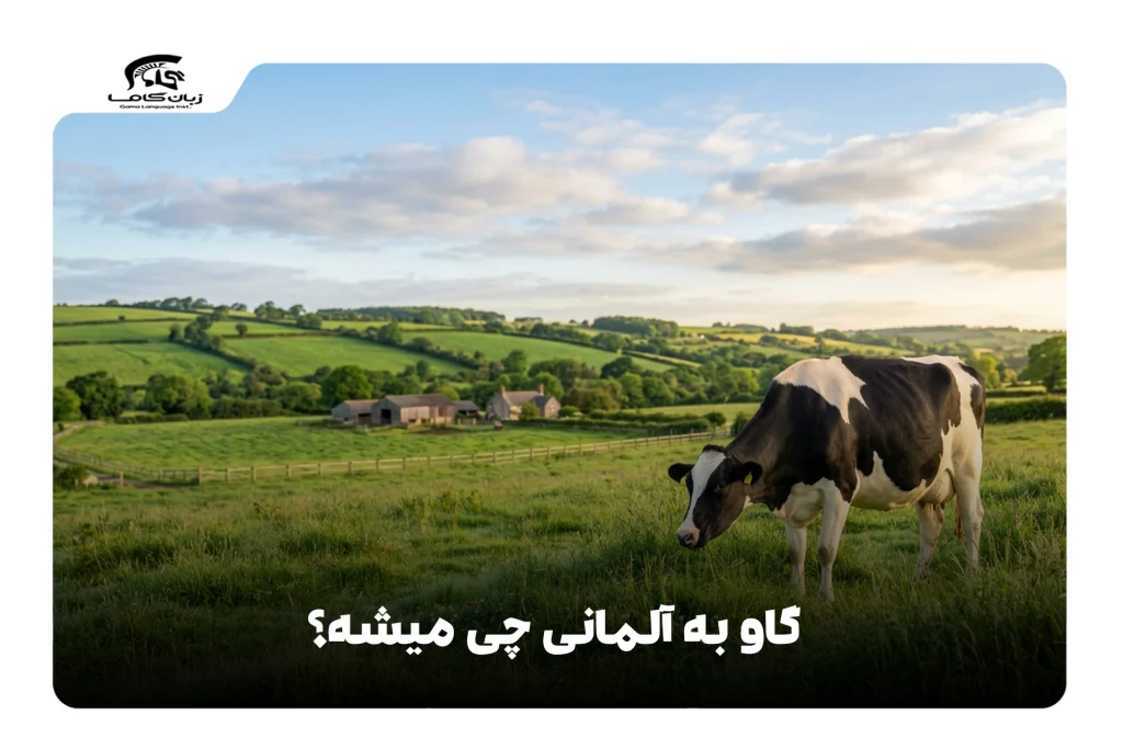 گاو به آلمانی