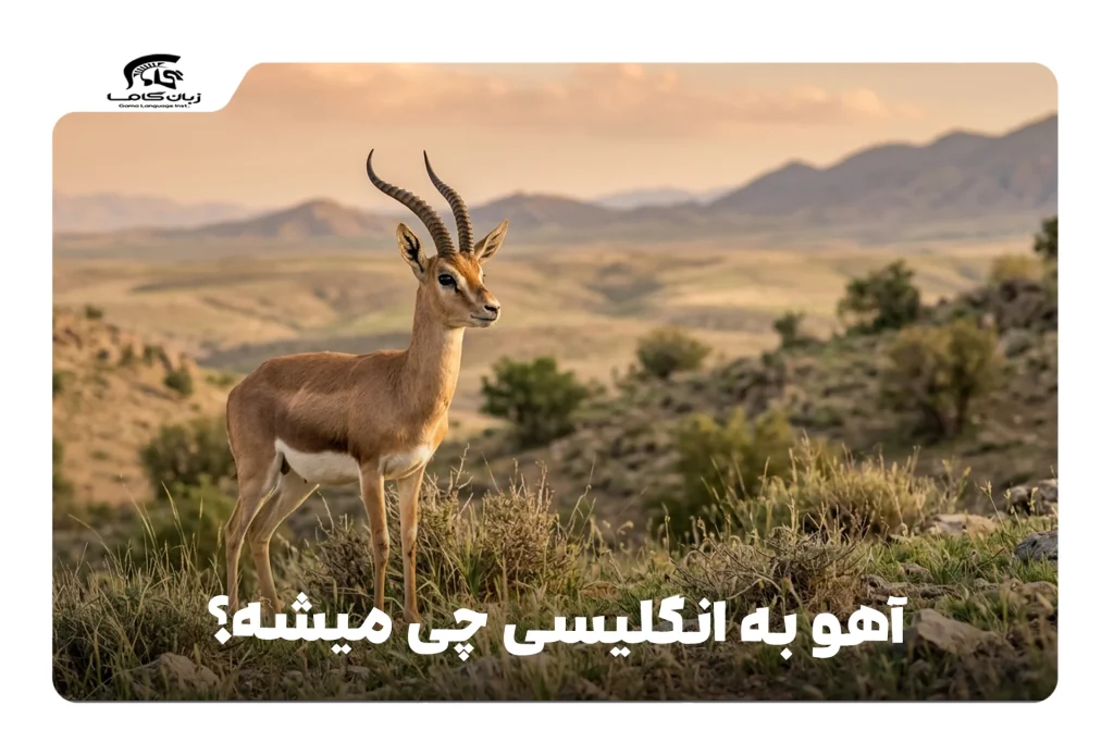 آهو به انگلیسی