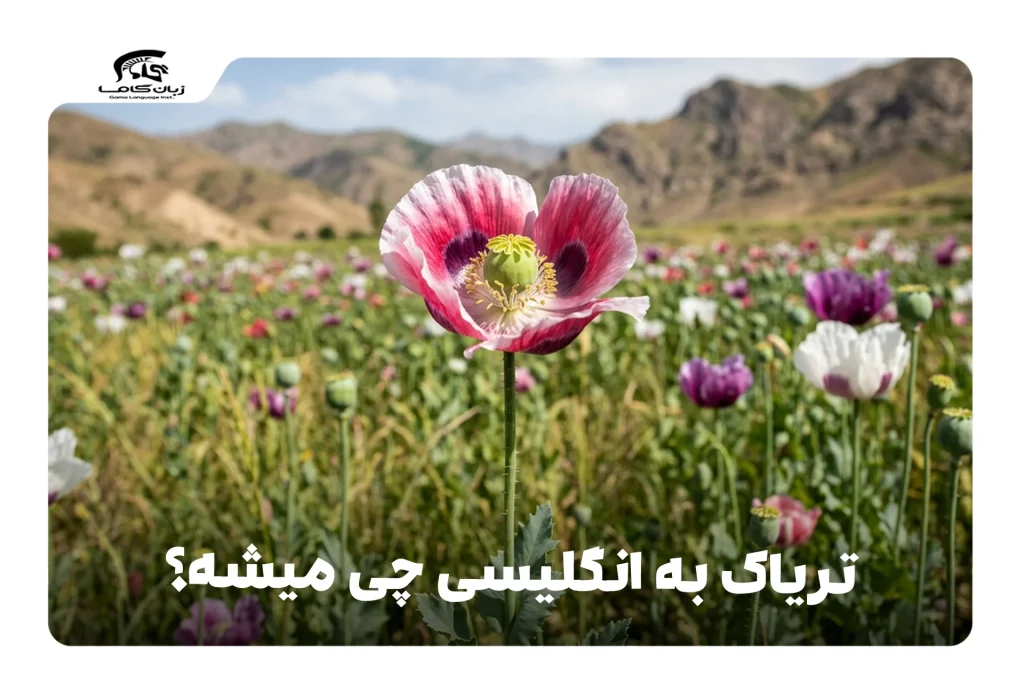 تریاک به انگلیسی