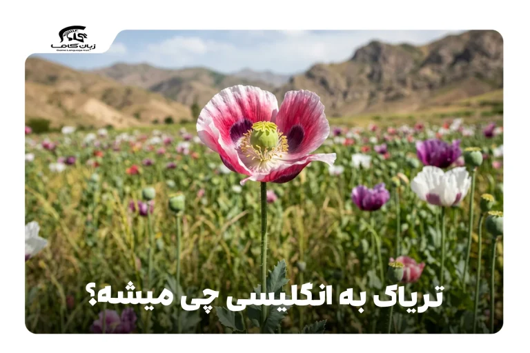 تریاک به انگلیسی