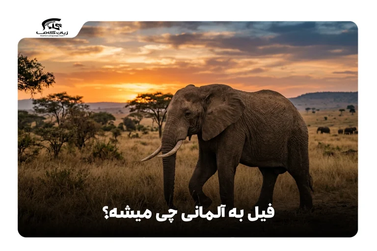 فیل به آلمانی