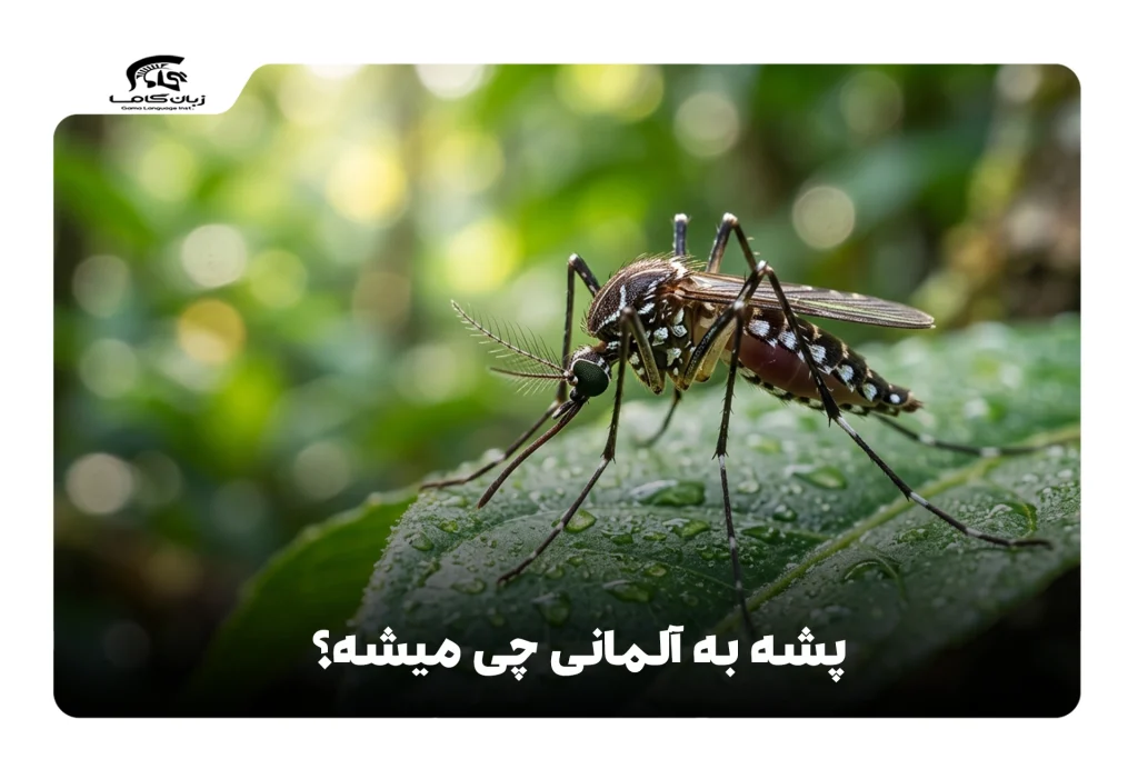 پشه به آلمانی