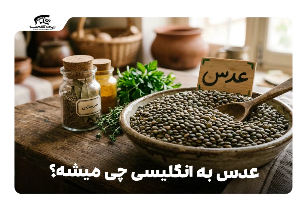عدس به انگلیسی