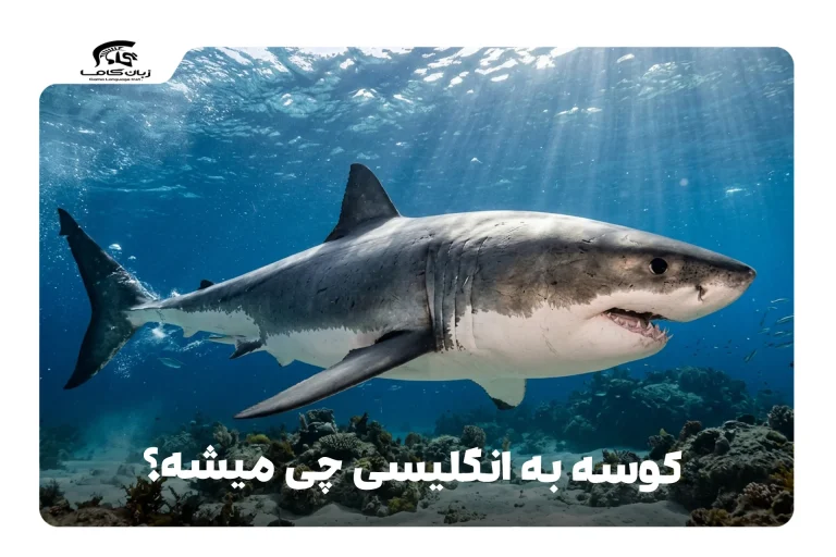 کوسه به انگلیسی
