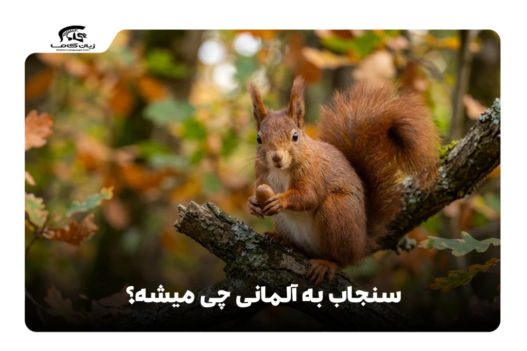 سنجاب به آلمانی