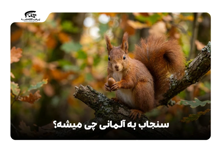 سنجاب به آلمانی