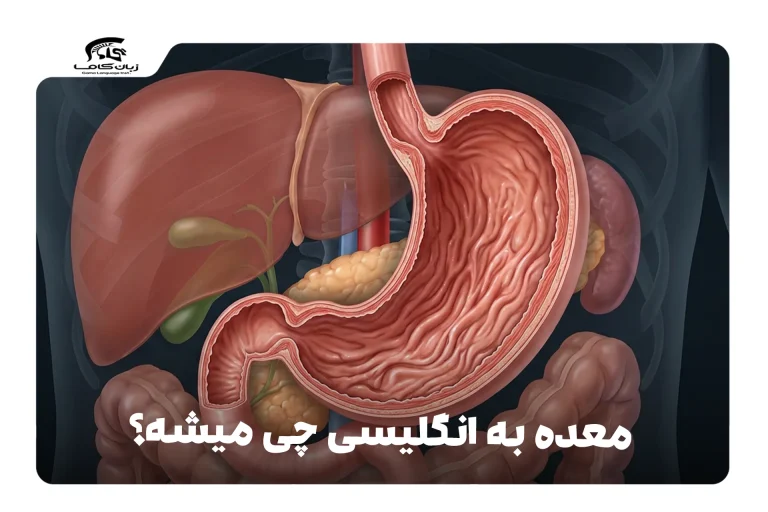 معده به انگلیسی